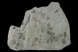 Pennsylvanian Fossil Horsetail (Annularia) Plate - Kentucky #137750-1